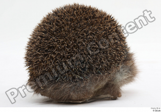 Hedgehog - Erinaceus europaeus  3 whole body 0006.jpg